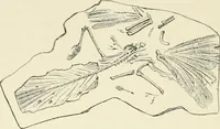 Picture 29 of 91 from Les origines : questions d'apologétique (1890), leaf 131
