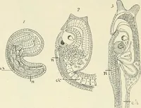 Picture 32 of 91 from Les origines : questions d'apologétique (1890), leaf 135