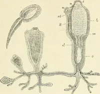 An illustration from Les origines : questions d'apologétique (1890)