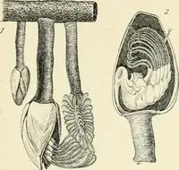 An illustration from Les origines : questions d'apologétique (1890)