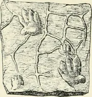 Picture 36 of 91 from Les origines : questions d'apologétique (1890), leaf 155