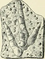 Picture 37 of 91 from Les origines : questions d'apologétique (1890), leaf 155