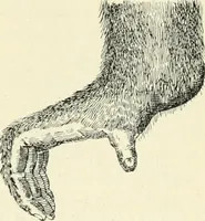An illustration from Les origines : questions d'apologétique (1890)