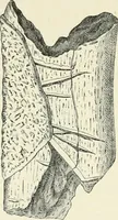 An illustration from Les origines : questions d'apologétique (1890)