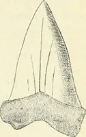 Picture 55 of 91 from Les origines : questions d'apologétique (1890), leaf 292