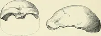 An illustration from Les origines : questions d'apologétique (1890)