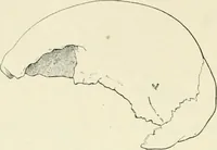 An illustration from Les origines : questions d'apologétique (1890)