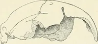 An illustration from Les origines : questions d'apologétique (1890)