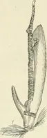 An illustration from Les origines : questions d'apologétique (1890)