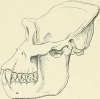 An illustration from Les origines : questions d'apologétique (1890)