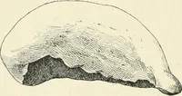 Picture 90 of 91 from Les origines : questions d'apologétique (1890), leaf 371