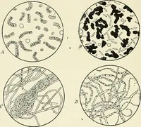 An illustration from Les origines : questions d'apologétique (1890)