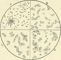Picture 11 of 91 from Les origines : questions d'apologétique (1890), leaf 74