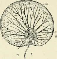 Picture 12 of 91 from Les origines : questions d'apologétique (1890), leaf 87