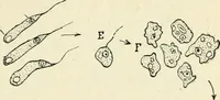 Picture 15 of 91 from Les origines : questions d'apologétique (1890), leaf 88