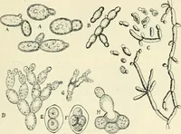 An illustration from Les origines : questions d'apologétique (1890)