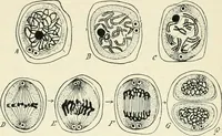 Picture 17 of 91 from Les origines : questions d'apologétique (1890), leaf 91