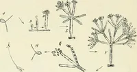 Picture 19 of 91 from Les origines : questions d'apologétique (1890), leaf 93