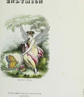 Picture 13 of 24 from Les papillons. Metamorphoses terrestres des peuples de l'air (1852), leaf 148