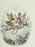 Picture 17 of 24 from Les papillons. Metamorphoses terrestres des peuples de l'air (1852), leaf 190