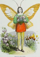 Picture 18 of 24 from Les papillons. Metamorphoses terrestres des peuples de l'air (1852), leaf 204