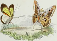An illustration from Les papillons. Metamorphoses terrestres des peuples de l'air (1852)