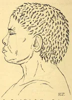 An illustration from Les pygmées (1887)