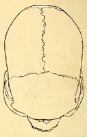 An illustration from Les pygmées (1887)