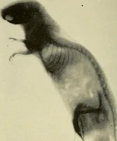 Picture 21 of 25 from Les rayons X et la photographie a travers les corps opaques (1896), leaf 145