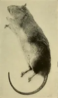An illustration from Les rayons X et la photographie a travers les corps opaques (1896)