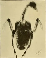 An illustration from Les rayons X et la photographie a travers les corps opaques (1896)
