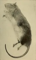 An illustration from Les rayons X et la photographie a travers les corps opaques (1896)
