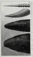 Picture 1 of 11 from Les récréations scientifiques, ou, L'enseignement par les jeux (1884), leaf 37