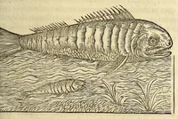 Picture 6 of 25 from Les singularitez de la France Antarctique, autrement nommée Amerique: & de plusieurs terre & isles decouuerte de nostre temps. (1558), leaf 117