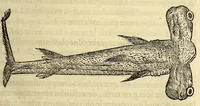 Picture 7 of 25 from Les singularitez de la France Antarctique, autrement nommée Amerique: & de plusieurs terre & isles decouuerte de nostre temps. (1558), leaf 121