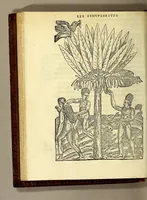 Picture 10 of 25 from Les singularitez de la France Antarctique, autrement nommée Amerique: & de plusieurs terre & isles decouuerte de nostre temps. (1558), leaf 144