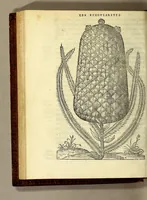 Picture 14 of 25 from Les singularitez de la France Antarctique, autrement nommée Amerique: & de plusieurs terre & isles decouuerte de nostre temps. (1558), leaf 200