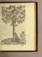 Picture 15 of 25 from Les singularitez de la France Antarctique, autrement nommée Amerique: & de plusieurs terre & isles decouuerte de nostre temps. (1558), leaf 217