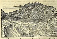 Picture 20 of 25 from Les singularitez de la France Antarctique, autrement nommée Amerique: & de plusieurs terre & isles decouuerte de nostre temps. (1558), leaf 288