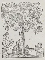 An illustration from Les singularitez de la France Antarctique, autrement nommée Amerique, & de plusieurs terres & isles decouuertes de nostre temps: (1558)