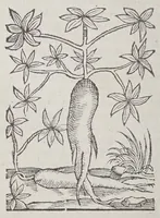 Picture 3 of 3 from Les singularitez de la France Antarctique, autrement nommée Amerique, & de plusieurs terres & isles decouuertes de nostre temps: (1558), leaf 244