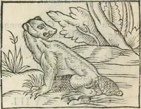 Picture 54 of 339 from [Les six livres de Pedacion Dioscoride d'Anazarbe de la matiere medicinale : translatez de latin en françois : a chacun chapitre sont aioustees certaines annotations fort doctes, & recueillies des plus excellens medecins, anciens, & modernes (1553), leaf 101