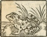An illustration from [Les six livres de Pedacion Dioscoride d'Anazarbe de la matiere medicinale : translatez de latin en françois : a chacun chapitre sont aioustees certaines annotations fort doctes, & recueillies des plus excellens medecins, anciens, & modernes (1553)