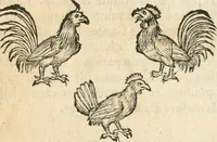 An illustration from [Les six livres de Pedacion Dioscoride d'Anazarbe de la matiere medicinale : translatez de latin en françois : a chacun chapitre sont aioustees certaines annotations fort doctes, & recueillies des plus excellens medecins, anciens, & modernes (1553)
