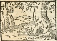 An illustration from [Les six livres de Pedacion Dioscoride d'Anazarbe de la matiere medicinale : translatez de latin en françois : a chacun chapitre sont aioustees certaines annotations fort doctes, & recueillies des plus excellens medecins, anciens, & modernes (1553)