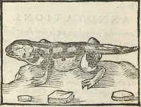An illustration from [Les six livres de Pedacion Dioscoride d'Anazarbe de la matiere medicinale : translatez de latin en françois : a chacun chapitre sont aioustees certaines annotations fort doctes, & recueillies des plus excellens medecins, anciens, & modernes (1553)
