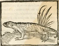 An illustration from [Les six livres de Pedacion Dioscoride d'Anazarbe de la matiere medicinale : translatez de latin en françois : a chacun chapitre sont aioustees certaines annotations fort doctes, & recueillies des plus excellens medecins, anciens, & modernes (1553)