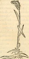 An illustration from [Les six livres de Pedacion Dioscoride d'Anazarbe de la matiere medicinale : translatez de latin en françois : a chacun chapitre sont aioustees certaines annotations fort doctes, & recueillies des plus excellens medecins, anciens, & modernes (1553)