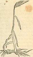Picture 61 of 339 from [Les six livres de Pedacion Dioscoride d'Anazarbe de la matiere medicinale : translatez de latin en françois : a chacun chapitre sont aioustees certaines annotations fort doctes, & recueillies des plus excellens medecins, anciens, & modernes (1553), leaf 130