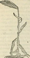An illustration from [Les six livres de Pedacion Dioscoride d'Anazarbe de la matiere medicinale : translatez de latin en françois : a chacun chapitre sont aioustees certaines annotations fort doctes, & recueillies des plus excellens medecins, anciens, & modernes (1553)